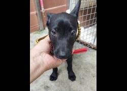 新北市五股區公立動物之家,編號:467055, 混種犬          