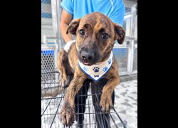 苗栗縣動物保護教育園區,編號:467059, 混種犬          