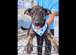 苗栗縣動物保護教育園區,編號:467060, 混種犬          