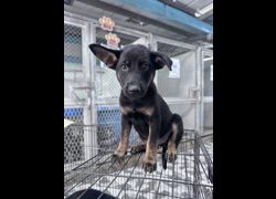苗栗縣動物保護教育園區,編號:467062, 混種犬          