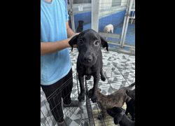 苗栗縣動物保護教育園區,編號:467064, 混種犬          