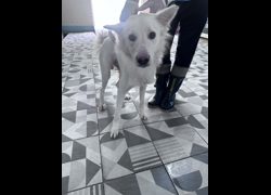 苗栗縣動物保護教育園區,編號:467066, 混種犬          