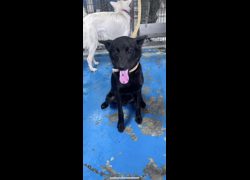 苗栗縣動物保護教育園區,編號:467068, 混種犬          