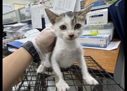 桃園市動物保護教育園區,編號:467070, 混種貓                 