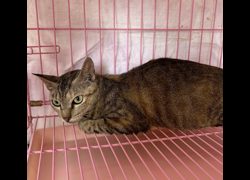 臺東縣動物收容中心,編號:467083, 混種貓                 