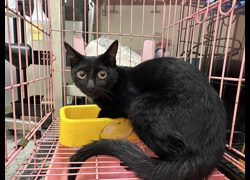 臺北市動物之家,編號:467085, 混種貓                 