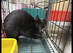 臺北市動物之家,編號:467088, 混種貓                 