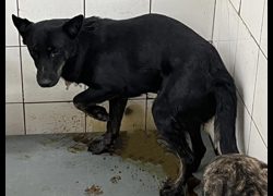 高雄市壽山動物保護教育園區,編號:467111, 混種犬          
