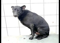 高雄市壽山動物保護教育園區,編號:467119, 混種犬          