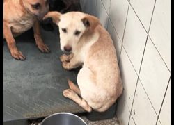 高雄市壽山動物保護教育園區,編號:467126, 混種犬          