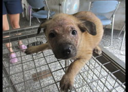 高雄市壽山動物保護教育園區,編號:467132, 混種犬          