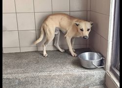 高雄市燕巢動物保護關愛園區,編號:467134, 混種犬          