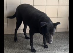 高雄市燕巢動物保護關愛園區,編號:467135, 混種犬          