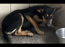 高雄市燕巢動物保護關愛園區,編號:467136, 混種犬          