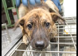 高雄市壽山動物保護教育園區,編號:467137, 混種犬          