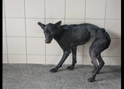 高雄市燕巢動物保護關愛園區,編號:467138, 混種犬          