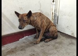 高雄市燕巢動物保護關愛園區,編號:467140, 混種犬          
