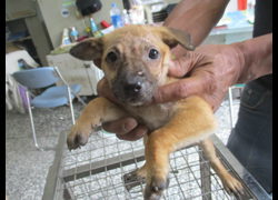 高雄市壽山動物保護教育園區,編號:467139, 混種犬          