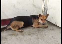 高雄市燕巢動物保護關愛園區,編號:467141, 混種犬          