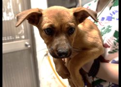 高雄市壽山動物保護教育園區,編號:467142, 混種犬          