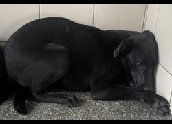 高雄市燕巢動物保護關愛園區,編號:467143, 混種犬          