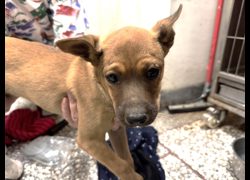 高雄市壽山動物保護教育園區,編號:467144, 混種犬          