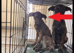 高雄市壽山動物保護教育園區,編號:467146, 混種犬          