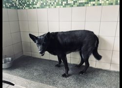 高雄市燕巢動物保護關愛園區,編號:467147, 混種犬          