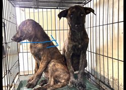 高雄市壽山動物保護教育園區,編號:467148, 混種犬          