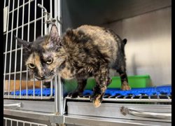 桃園市動物保護教育園區,編號:467123, 混種貓                 