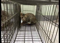 金門縣動物收容中心,編號:467100, 混種貓                 