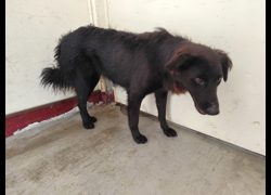 高雄市燕巢動物保護關愛園區,編號:467153, 混種犬          