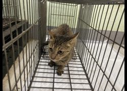 金門縣動物收容中心,編號:467101, 混種貓                 