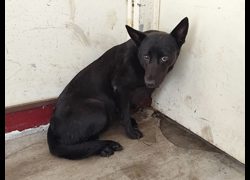 高雄市燕巢動物保護關愛園區,編號:467154, 混種犬          