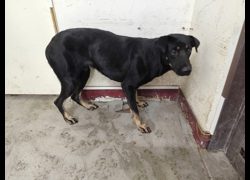高雄市燕巢動物保護關愛園區,編號:467157, 混種犬          