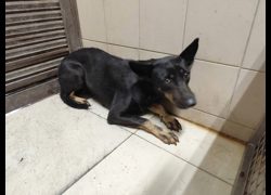高雄市燕巢動物保護關愛園區,編號:467159, 混種犬          