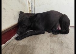 高雄市燕巢動物保護關愛園區,編號:467161, 混種犬          