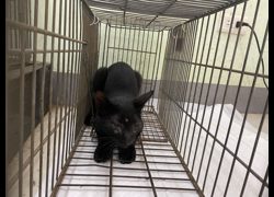 金門縣動物收容中心,編號:467167, 混種貓                 