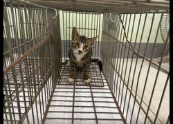 金門縣動物收容中心,編號:467168, 混種貓                 