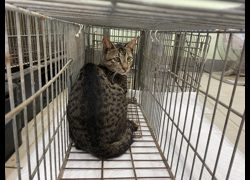 金門縣動物收容中心,編號:467169, 混種貓                 