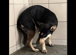 高雄市燕巢動物保護關愛園區,編號:467173, 混種犬          