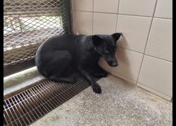 高雄市燕巢動物保護關愛園區,編號:467174, 混種犬          