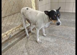 高雄市燕巢動物保護關愛園區,編號:467175, 混種犬          