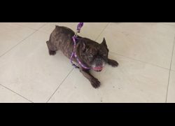 金門縣動物收容中心,編號:467177, 法國鬥牛犬