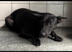 高雄市燕巢動物保護關愛園區,編號:467180, 混種犬          