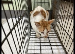 金門縣動物收容中心,編號:467178, 混種貓                 