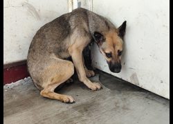 高雄市燕巢動物保護關愛園區,編號:467181, 混種犬          