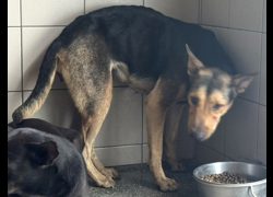 高雄市燕巢動物保護關愛園區,編號:467183, 混種犬          