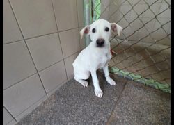 高雄市燕巢動物保護關愛園區,編號:467184, 混種犬          