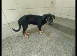高雄市燕巢動物保護關愛園區,編號:467185, 混種犬          